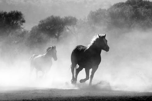 tableaux de chevaux noir et blanc